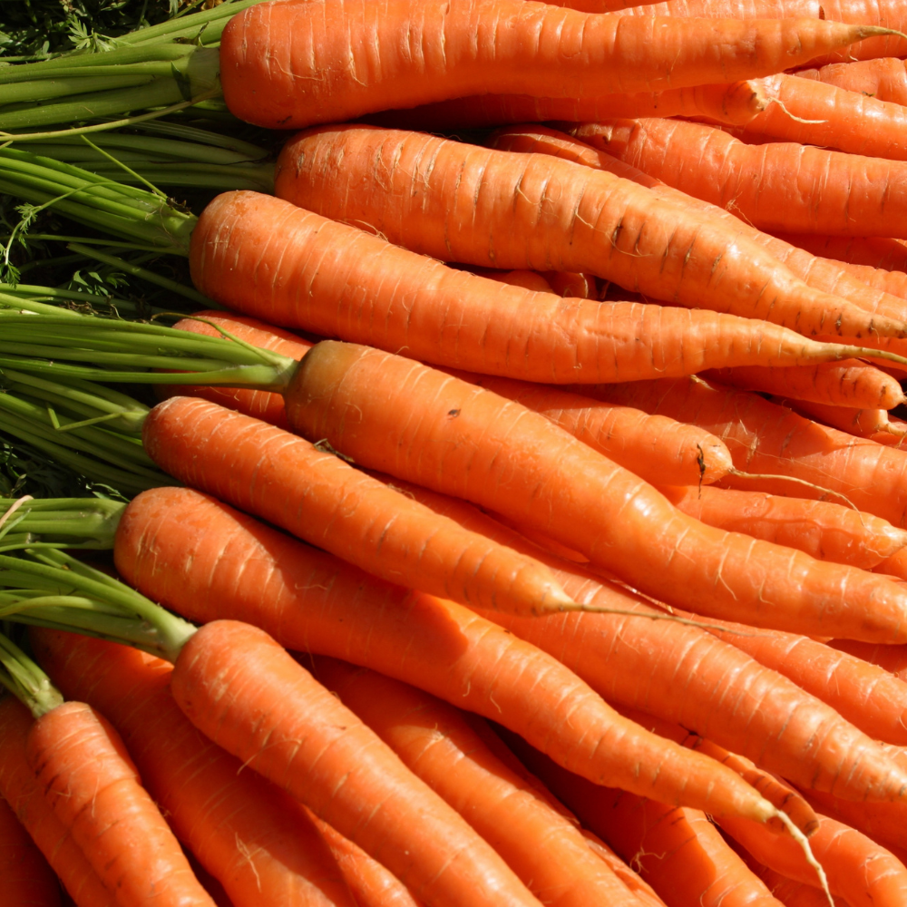 Carrot